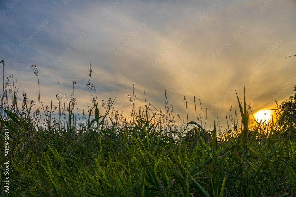 Fototapeta premium Wild grass and plants against colorful sunset