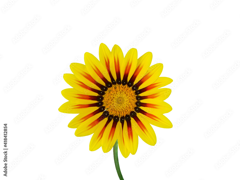 Naklejka premium Beautiful yellow gazania. Drought-tolerant daisy-like composite flowerhead with red stripe of gazania flower isolated on a white background