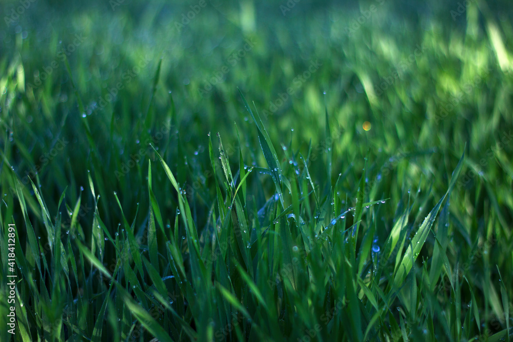 green oats grass background - summer field with dew drops in early sunny morning, unfocused background