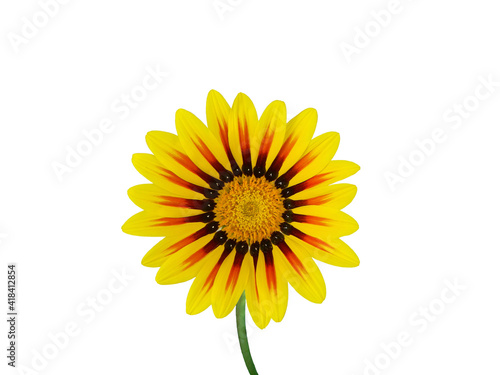 Beautiful yellow gazania. Drought-tolerant daisy-like composite flowerhead with red stripe of gazania flower isolated on a white background