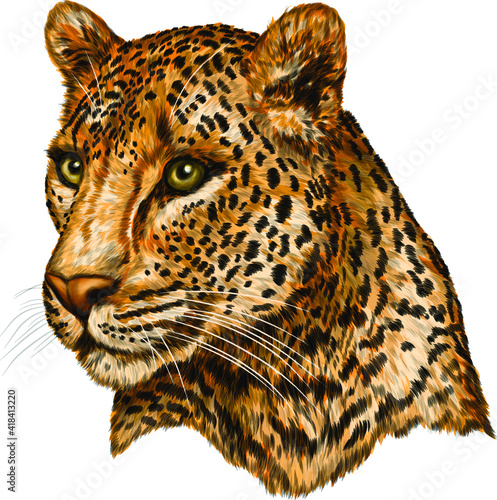 leopard portrait color drawing vector illustration