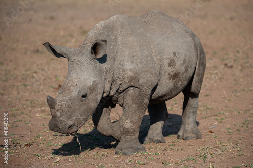 A Baby White Rhino seen on a safari in South Africa
