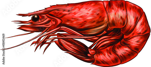 shrimp drawing sea animal vector illustration