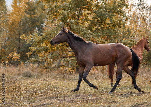 Young bay horse frolicking on the loose