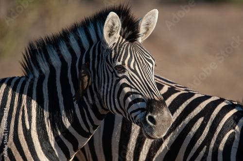 A Zebra seen on a safari in South Africa © rudihulshof