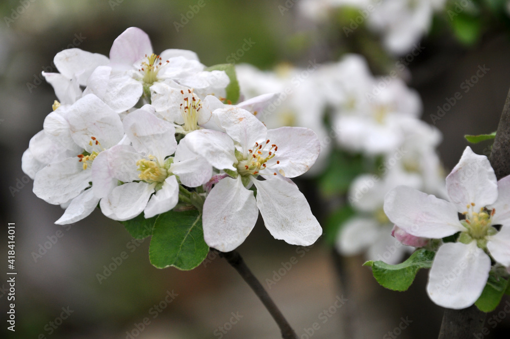 Apple trees are blooming in the garden