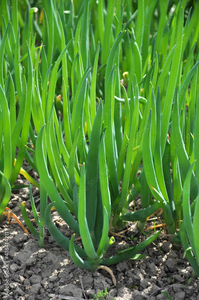 Spring in the garden grows young green onions Spring in the garden grows young green onions