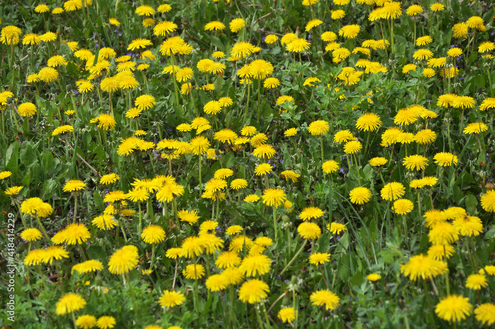 Fototapeta premium Dandelion (Taraxacum officinale) grows in nature in spring