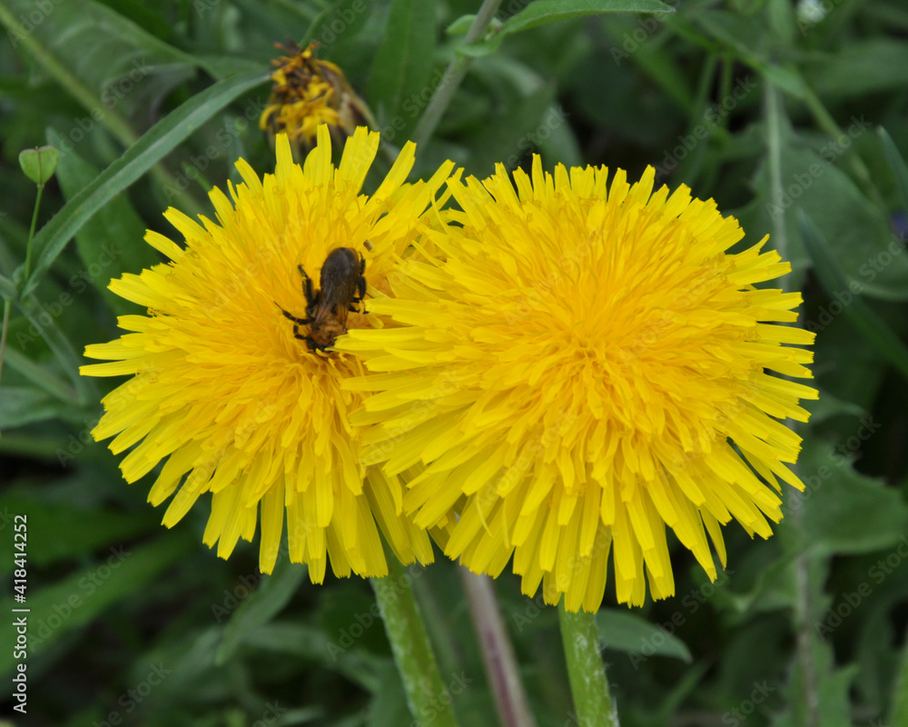 Dandelion (Taraxacum officinale) grows in nature in spring Dandelion (Taraxacum officinale) grows in nature in spring