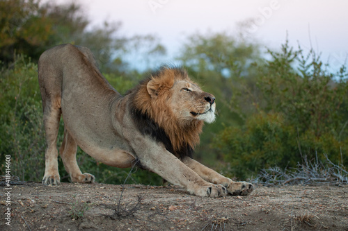 Wallpaper Mural A Male Lion seen on a safari in South Africa Torontodigital.ca