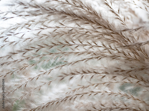 White feathery plumes of pampas grass. Texture of Cortaderia