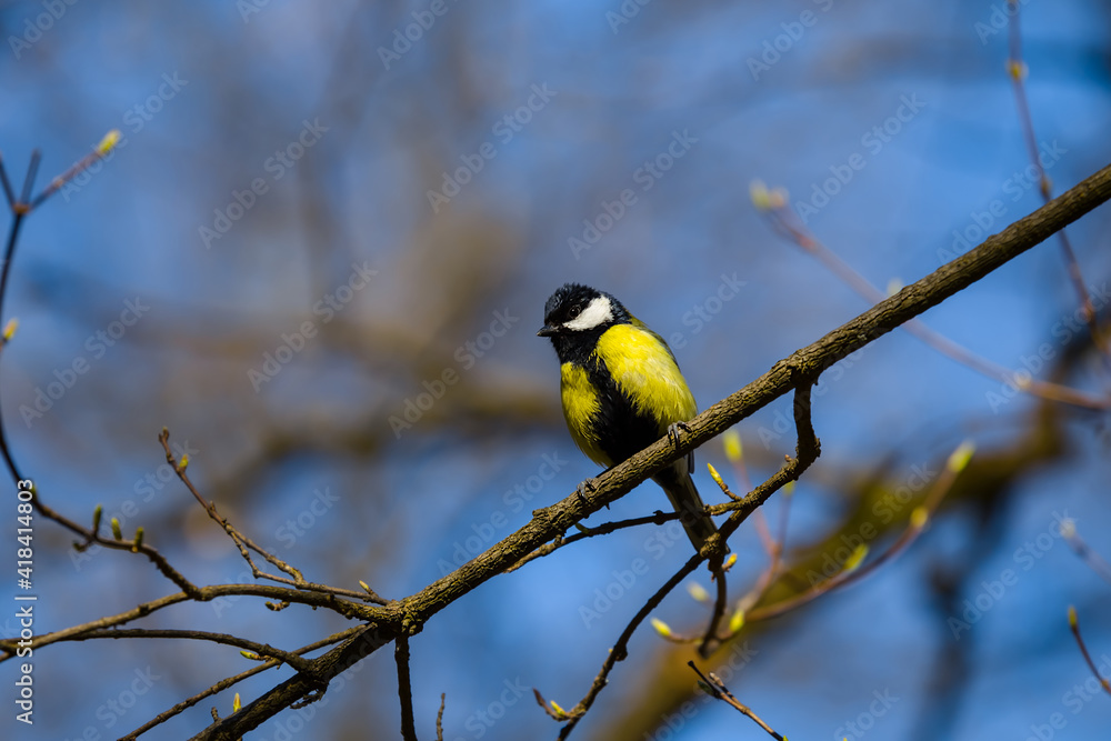 closeup small titmouse sit on tree branch, natural background closeup small titmouse sit on tree branch, natural background