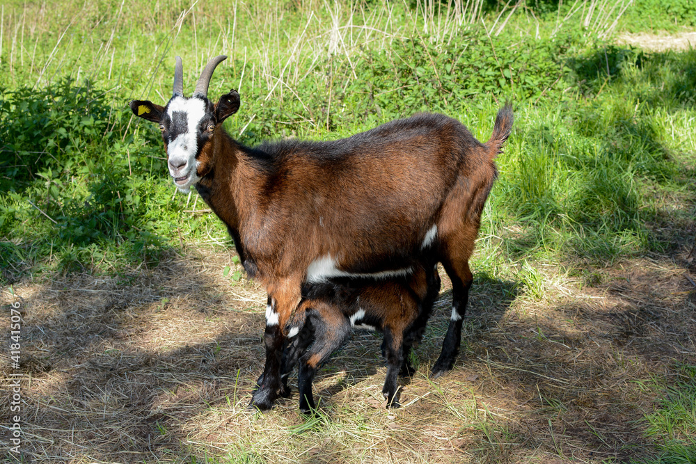 Goat with its suckling goats in the pasture Goat with its suckling goats in the pasture