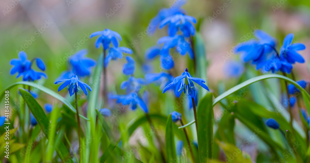 closeup blue Scilla snowdrop flowers in a forest, beautiful spring natural background closeup blue Scilla snowdrop flowers in a forest, beautiful spring natural background
