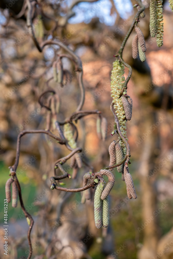 Naklejka premium Corylus Avellana Contorta tree. Old gnarled tree with catkins, photographed in spring outside the walled garden at Eastcote House Gardens, Eastcote Hillingdon, UK