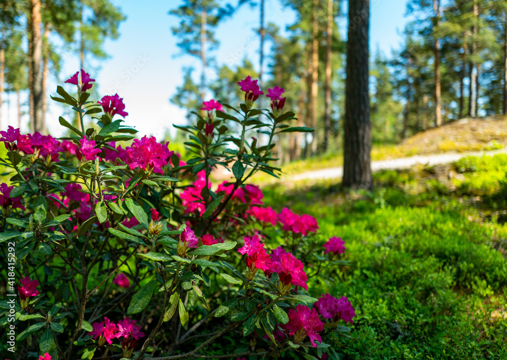 Red rhododendron in park