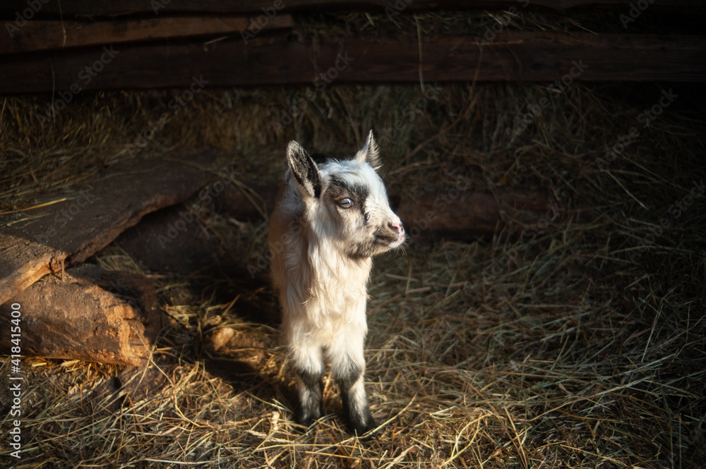 black and cute kid in the barn. Goats in the hay. black and cute kid in the barn. Goats in the hay.