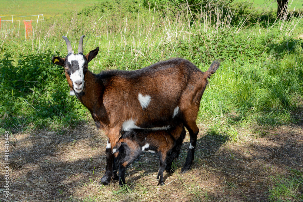 Goat with its suckling goats in the pasture Goat with its suckling goats in the pasture