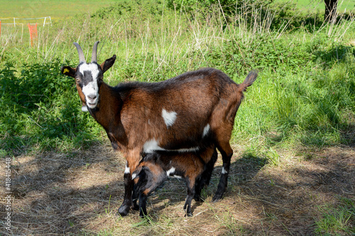 Goat with its suckling goats in the pasture