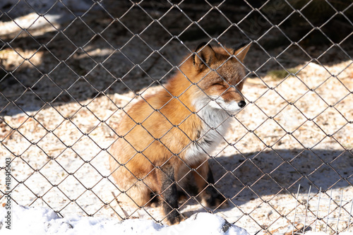 Young red fox in the zoo enclosure on a sunny winter day looks at freedom