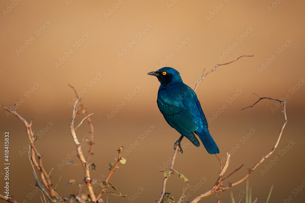 A Glossy Starling seen on a safari in South Africa