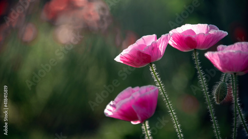 Beauty and tenderness in poppy performance.May flower.A fragile, airy flower.Poppy accent.