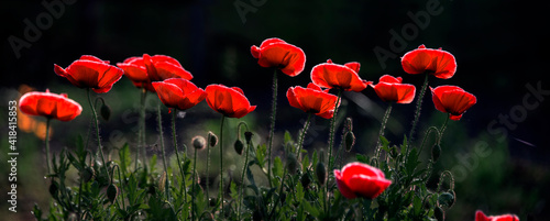 Poppy lawn panorama.Beautiful poppies on the lawn.Unique odorless flower.Tenderness and fragility of poppy originality.