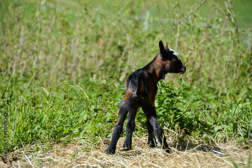 A 1 week old goat lamb stands   on a green meadow