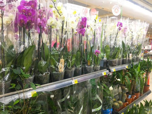 Dnipro, Dnipropetrovsk region, Ukraine, 49000, 04.03.2021. spring flowers, store shelves for  March 8 photo