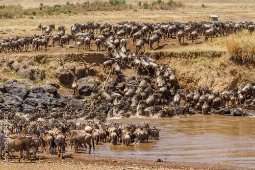 herd of wildebeest crossing mara river photo