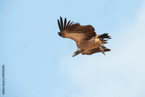 A Vulture seen on a safari in South Africa