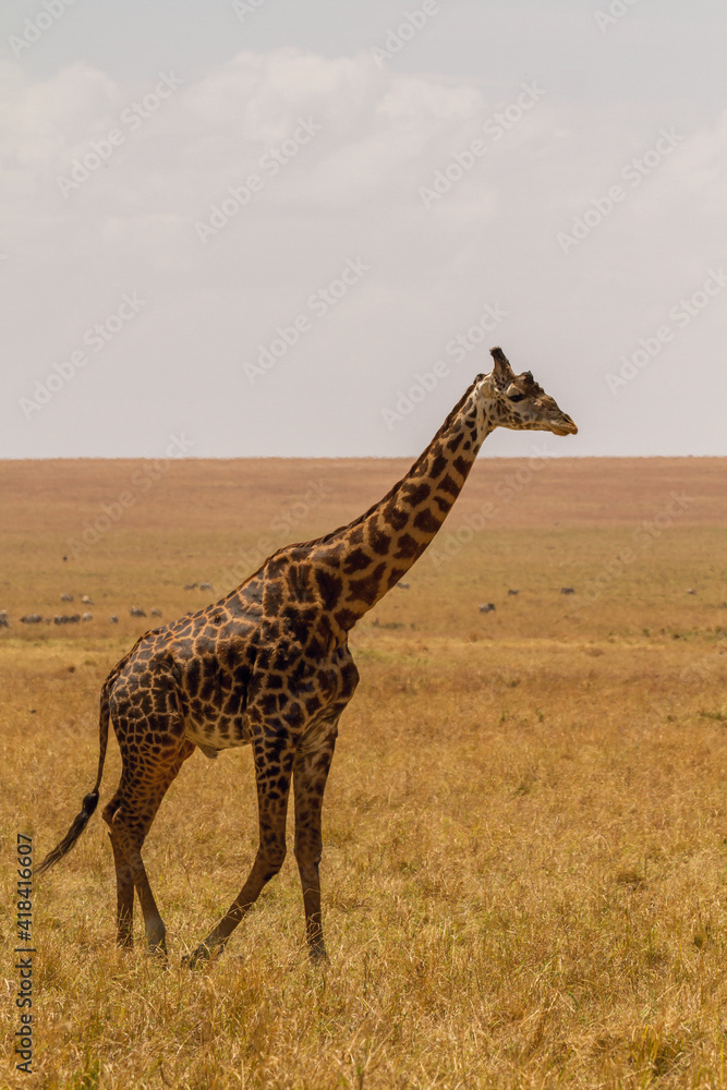 Obraz premium giraffe in the wild