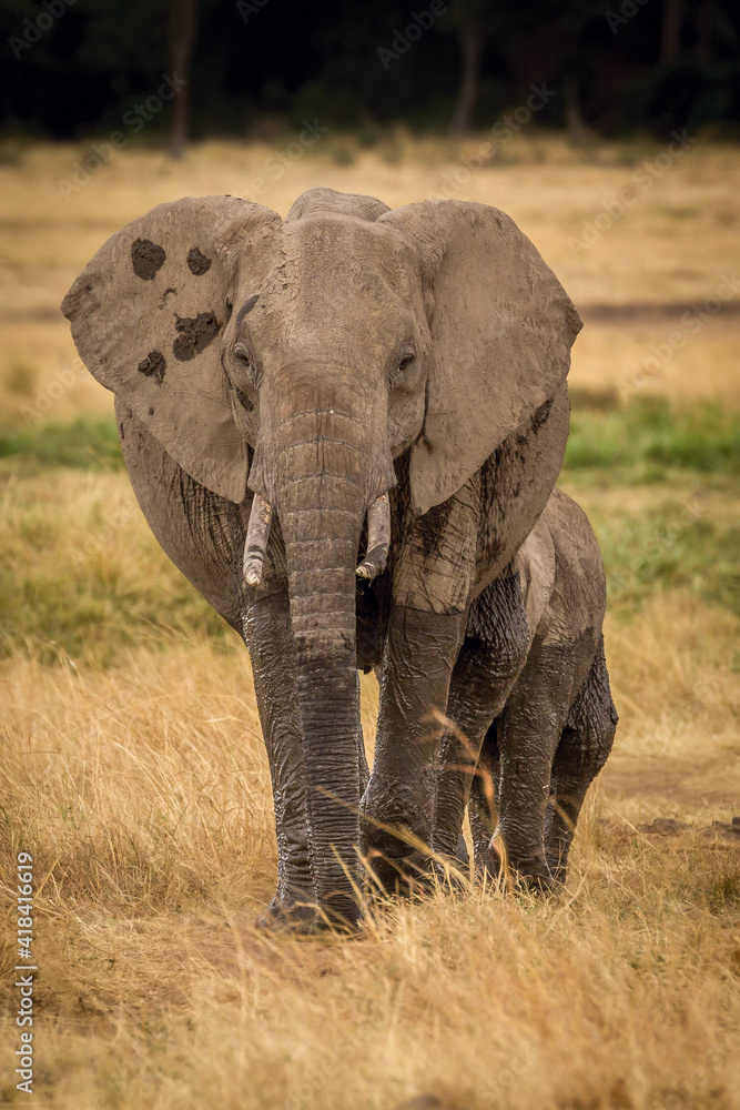 Fototapeta premium african elephant in the savannah
