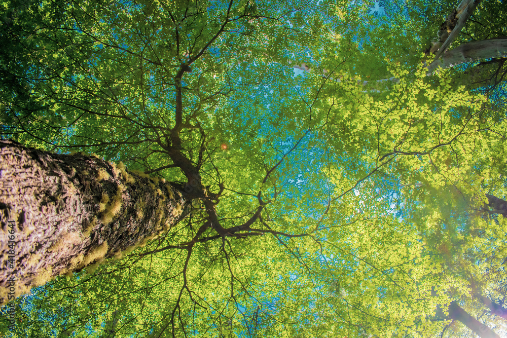Fototapeta premium tree in the forest