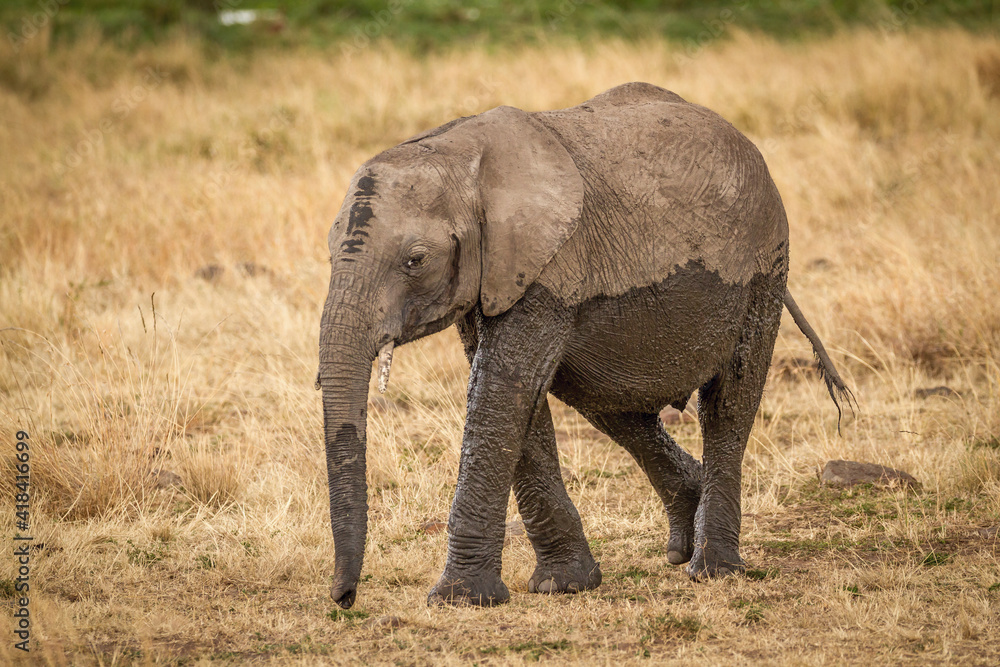african elephant calf in the savannah