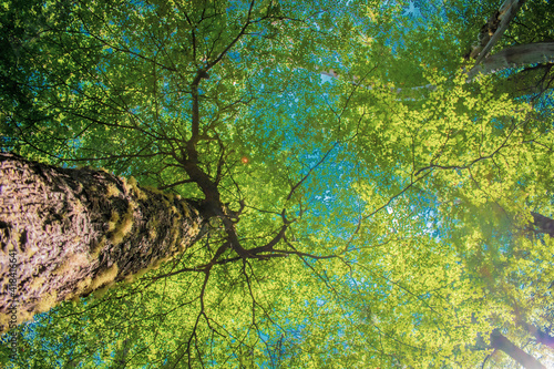 tree in the forest