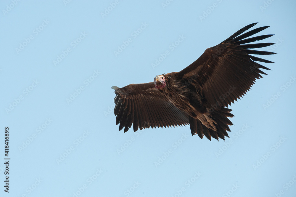 Obraz premium A Vulture seen on a safari in South Africa