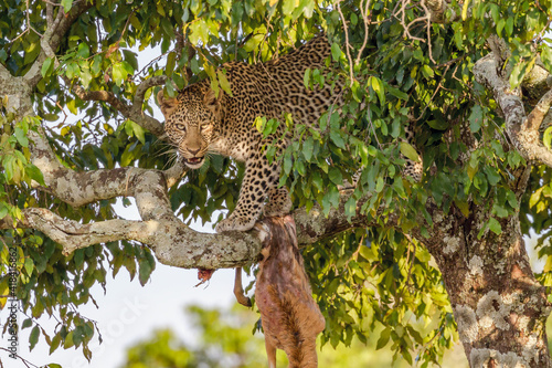 leopard in the tree photo