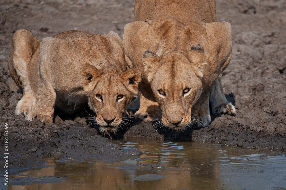 A female Lion and her cubs seen on a safari in South Africa A female Lion and her cubs seen on a safari in South Africa