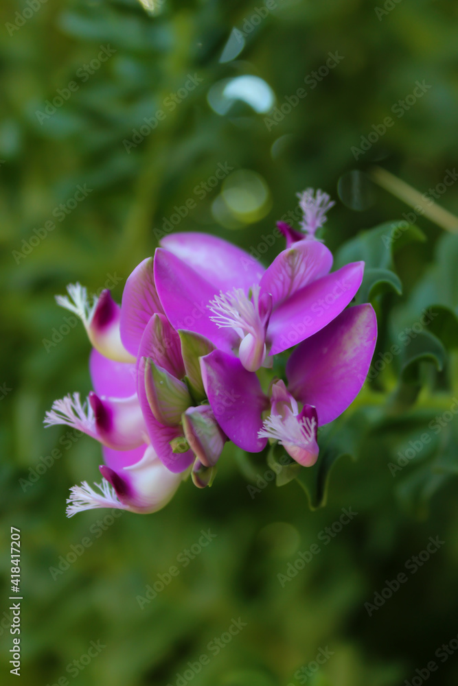 Close up view of beautiful flowers in white, pink and purple colors with green leaves in the background. Selective focus. Bokeh effect.