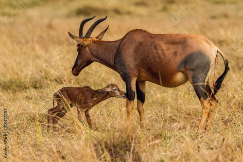 new born topi antelope in the wild