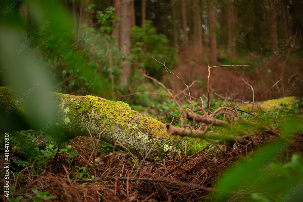Obraz premium Cragside Northumberland