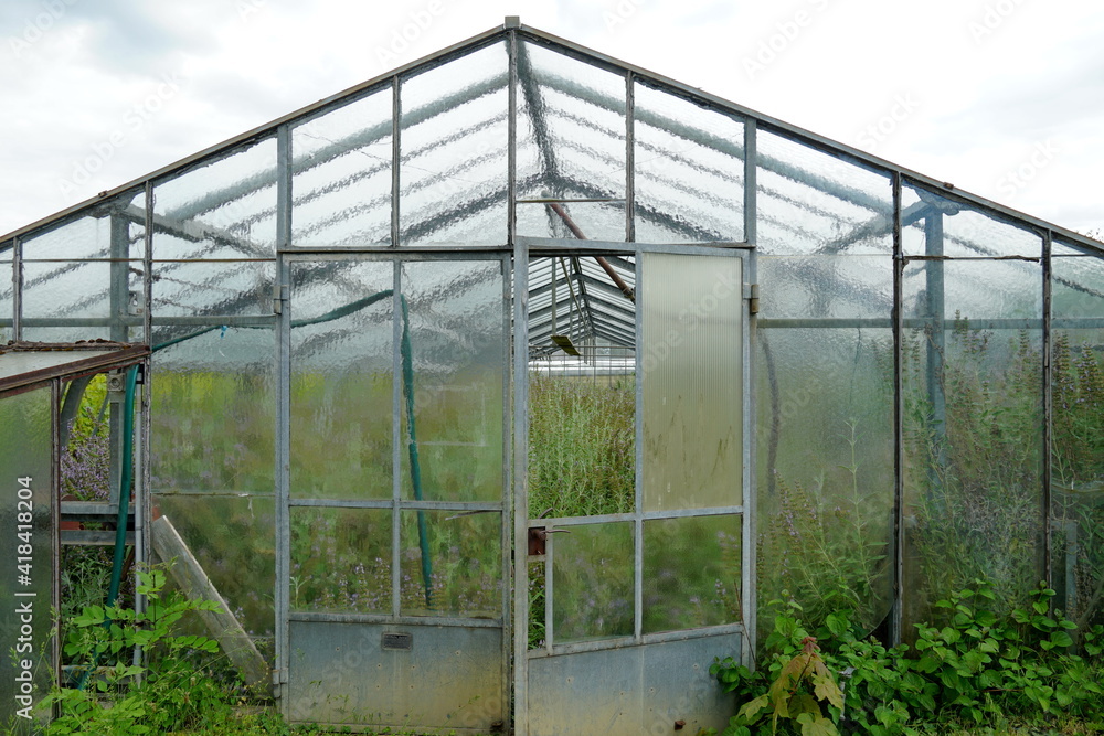 Old large greenhouse for agricultural cultivation, now out of use with some broken glass panes and overgrown with weed and tall grass. Old large greenhouse for agricultural cultivation, now out of use with some broken glass panes and overgrown with weed and tall grass.
