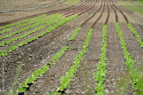 Vegetable beds with young lettuce of green and violet colors in the springtime. The beds are long nd meet in the perspective.Horizontal photo at low angle view ideal as a background with copy space. 