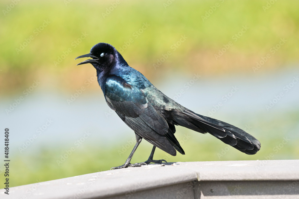 USA, Florida, Sarasota, Celery Fields, Boat-tailed Grackle USA, Florida, Sarasota, Celery Fields, Boat-tailed Grackle