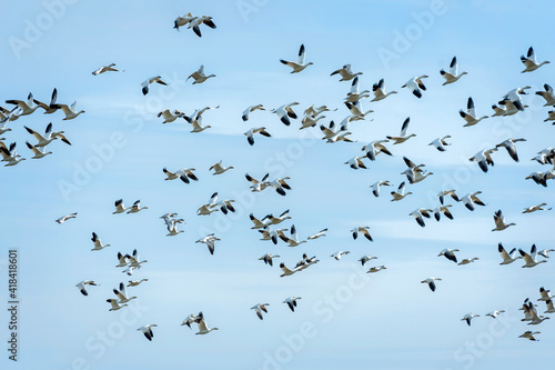 Migrating Snow Geese Flying Over the Skagit Valley, Washington. Thousands of birds flying overhead in a beautiful winter sky in the Pacific Northwest.