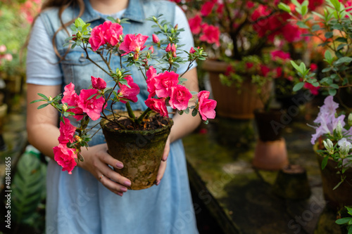 Woman Hold Potting Green Leaves and Red Buds Flower Closeup Photography. Blooming Azalea Flowering Plants. Herbal Growing Plant Horizontal Photo