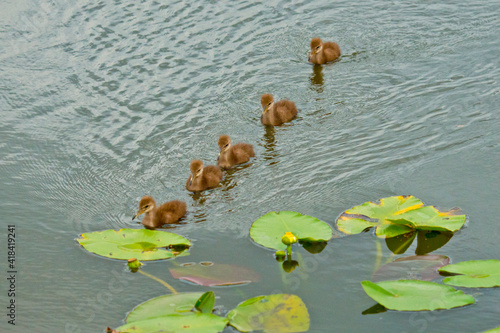 USA, Florida, Sarasota, Celery Fields, Limpkin Baby chicks swimming to nest in Lilypad photo