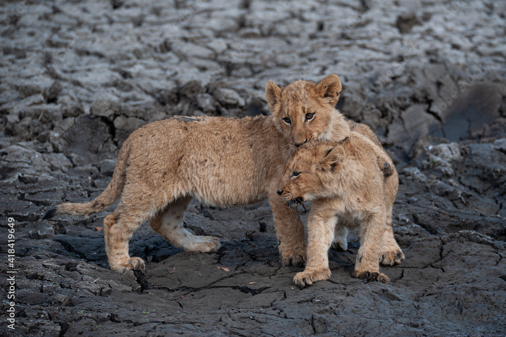 Fototapeta premium Lion cubs seen on a safari in South Africa