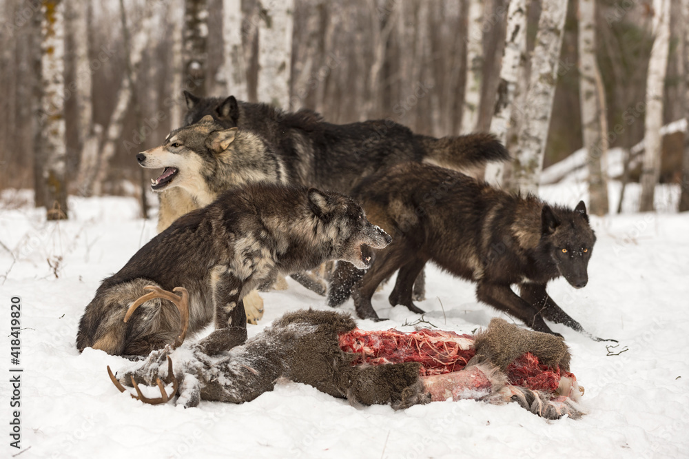 Naklejka premium Wolf Pack (Canis lupus) Vocalizes Over White-Tail Deer Carcass Winter